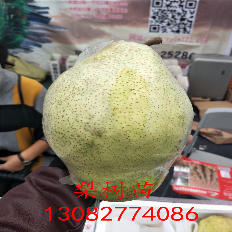 早酥紅梨樹苗，一公分梨樹報價