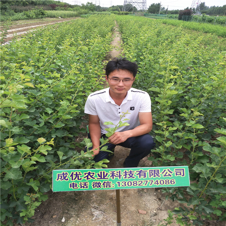 梨樹苗，梨梨樹基地
