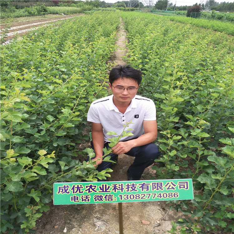 早熟梨樹，梨苗一根多少錢