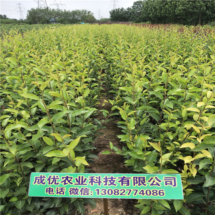 全紅梨苗，批發(fā)紅香酥梨苗
