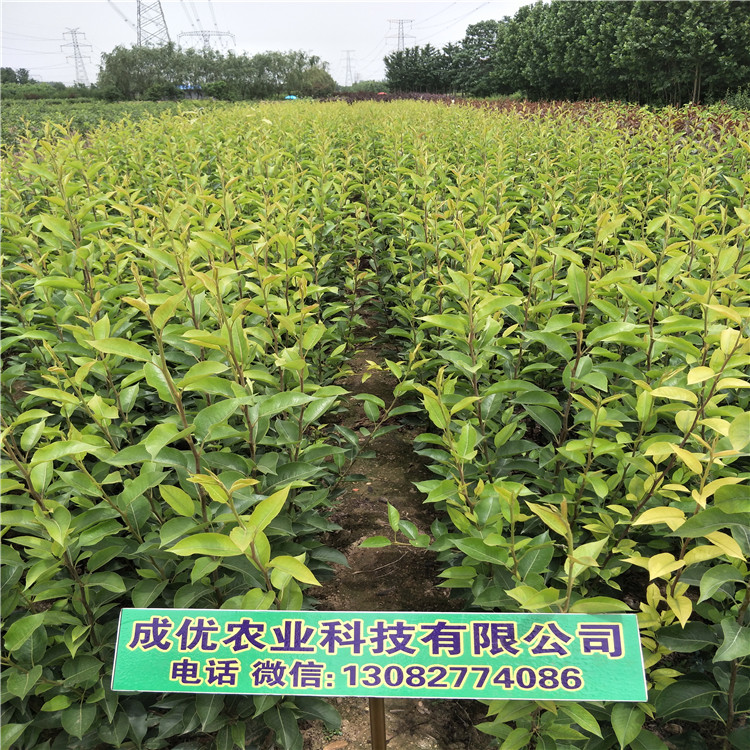 晚秋梨樹(shù)苗，一公分梨樹(shù)苗單價(jià)