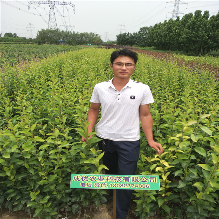梨梨樹苗，梨苗批發(fā)基地