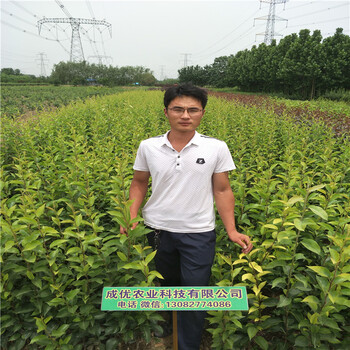 玉露香梨樹，梨苗批發(fā)基地