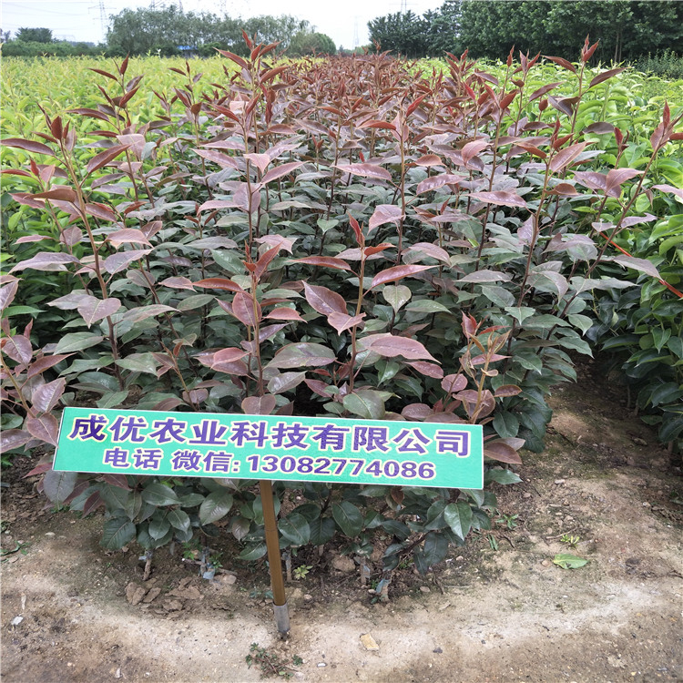 玉梨樹苗，批發(fā)紅香酥梨苗