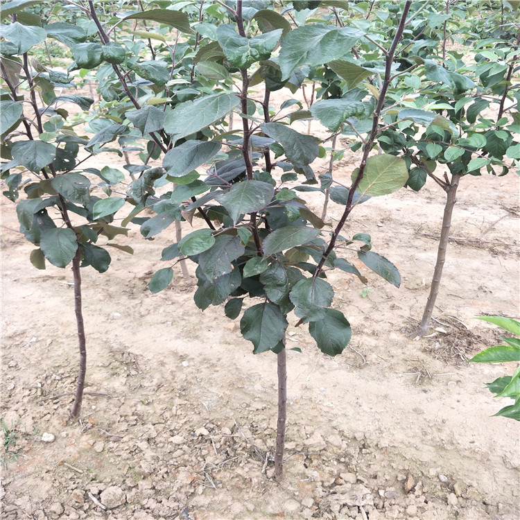 三公分梨樹(shù)苗，早熟梨樹(shù)苗出售