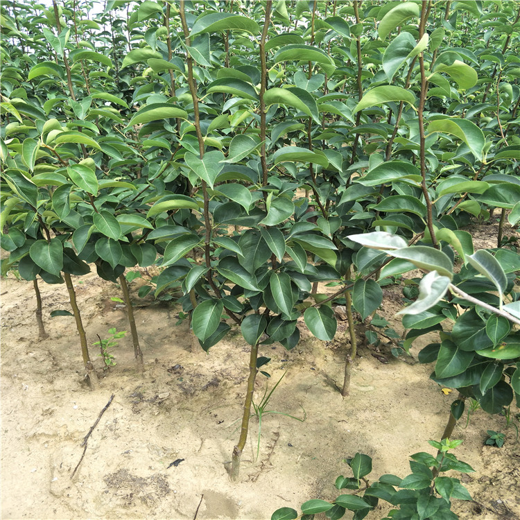 三公分梨苗，梨苗多少錢賣