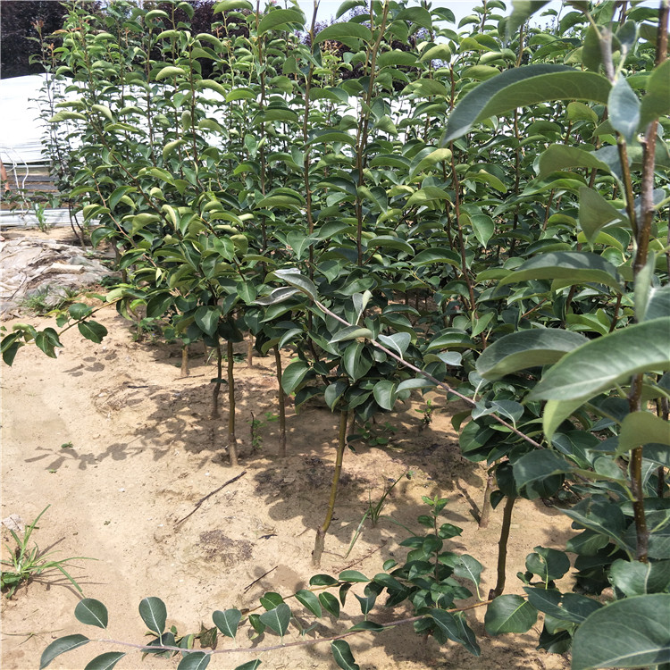 新梨七號梨樹苗，梨苗一根多少錢