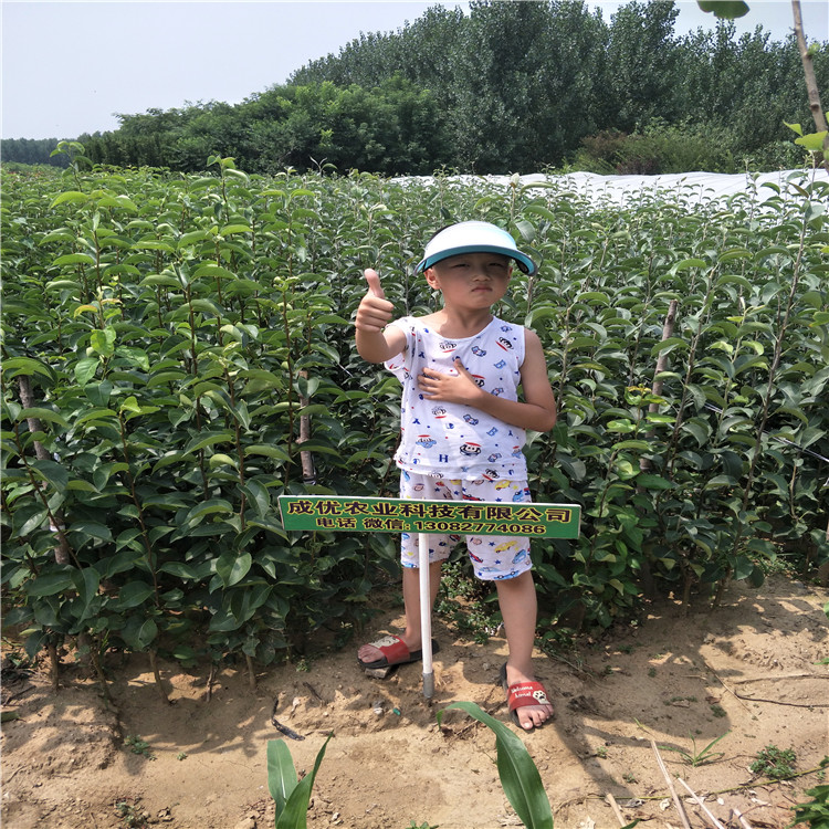 圓黃梨樹，高產(chǎn)梨樹苗