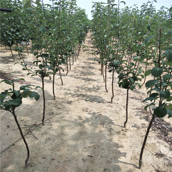 皇冠梨苗，早熟梨夏玉梨