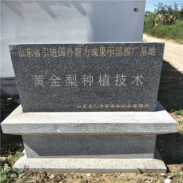 圓黃梨樹，二公分梨樹苗報價
