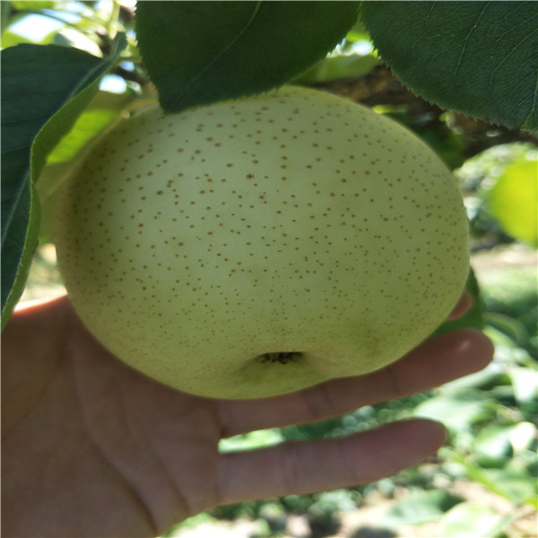 高產(chǎn)梨苗，早熟梨樹苗出售