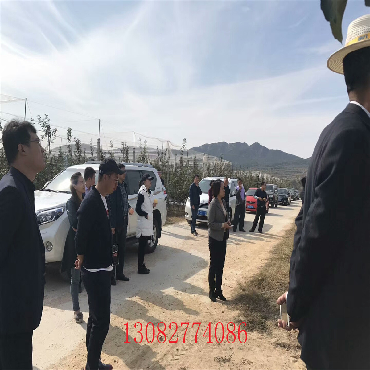 晚熟梨樹，梨樹苗怎么賣