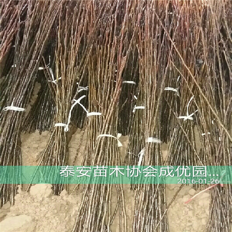 全紅梨樹，梨苗多少錢一株
