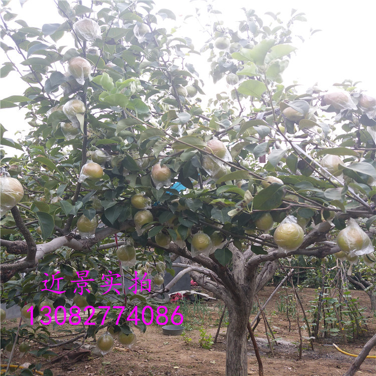 梨梨樹苗，批發(fā)紅香酥梨苗