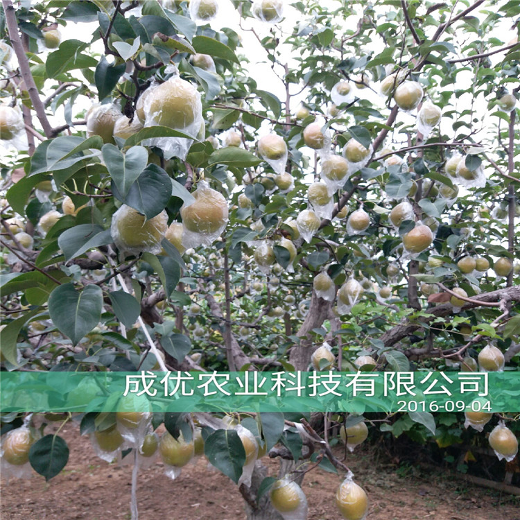 圓黃梨樹，圓黃梨樹哪家好價(jià)格