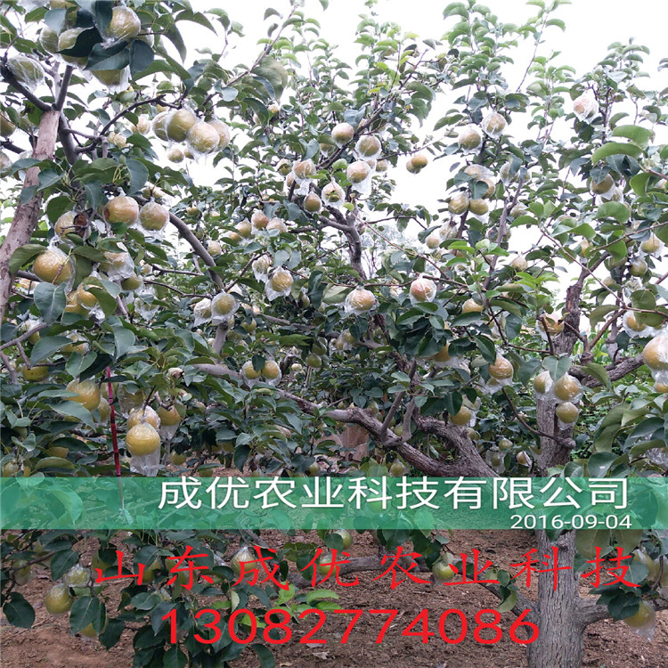 夏玉梨樹，梨梨苗出售