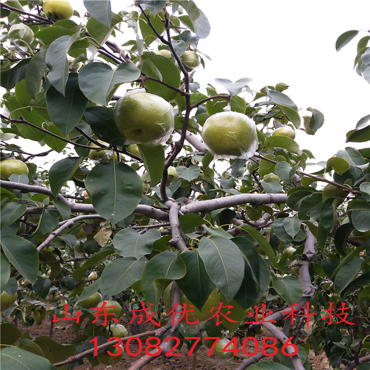 圓黃梨樹，圓黃梨樹哪家好價(jià)格
