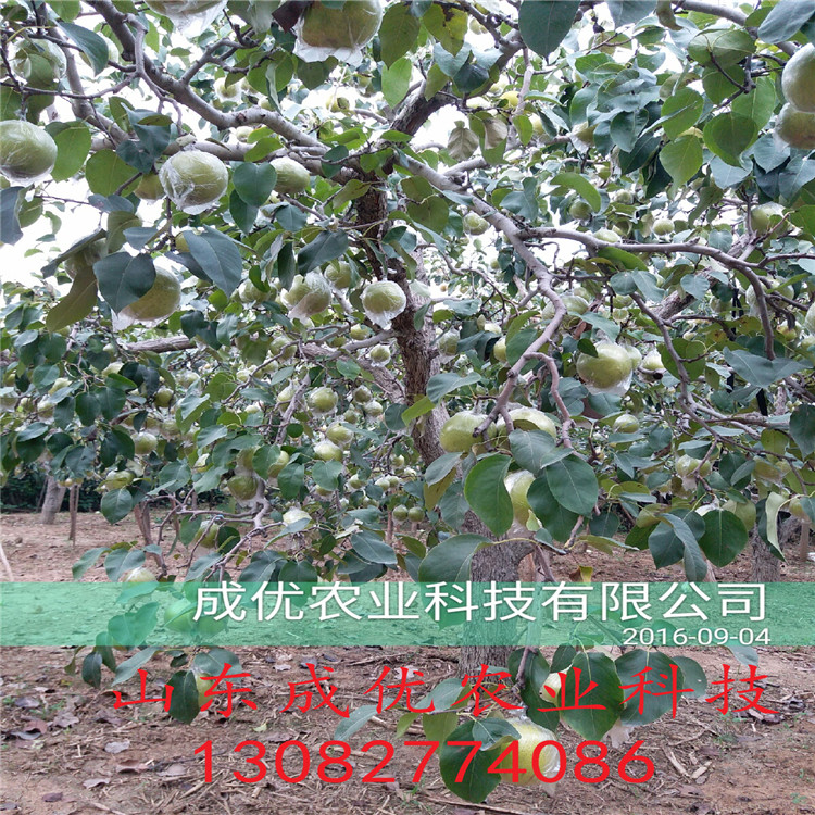 梨梨樹苗，批發(fā)紅香酥梨苗