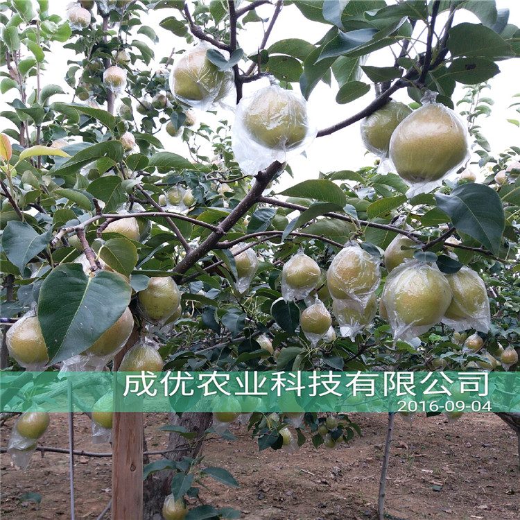 玉露香梨苗，嫁接梨苗怎么賣
