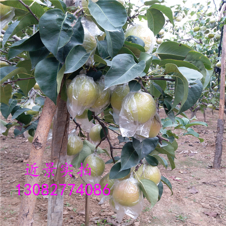 秋月梨樹(shù)，,哪里賣梨樹(shù)苗