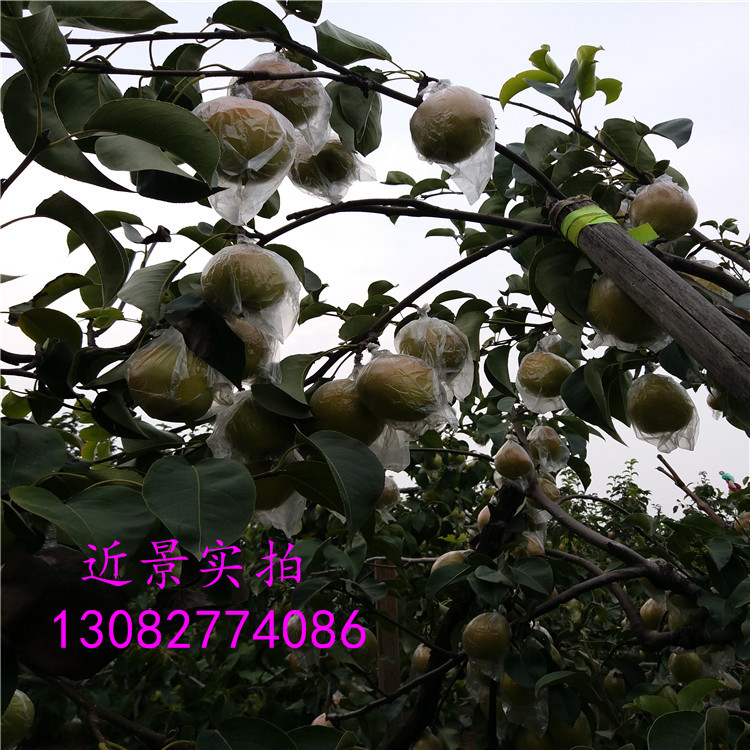 新梨七號(hào)梨樹(shù)，柱狀梨樹(shù)苗多少錢(qián)