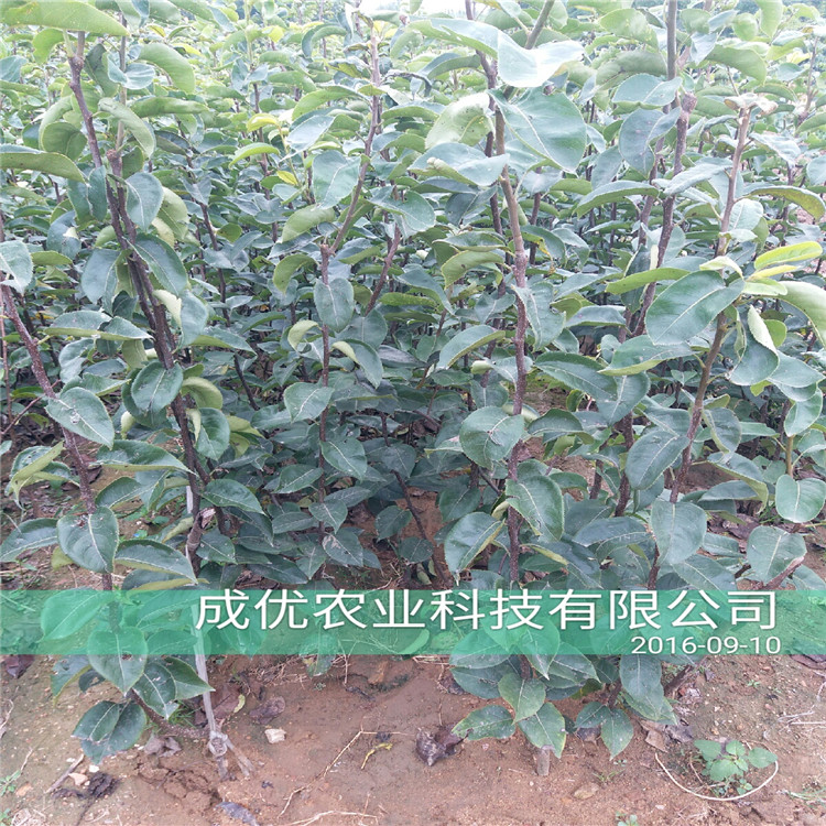晚熟梨苗，柱狀梨樹苗多少錢