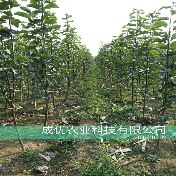 圓黃梨樹，出售基地價格