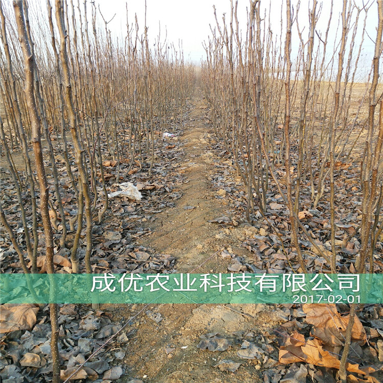 紅香酥梨樹苗，哪里有賣梨樹苗的