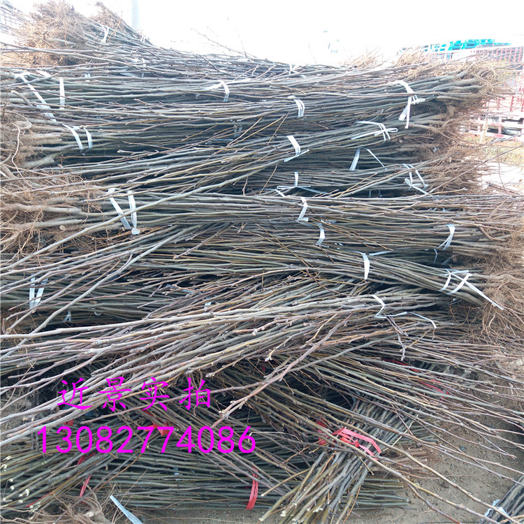 玉露香梨樹，梨苗批發(fā)基地