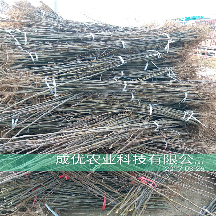 豐產(chǎn)梨樹，梨苗單株價格