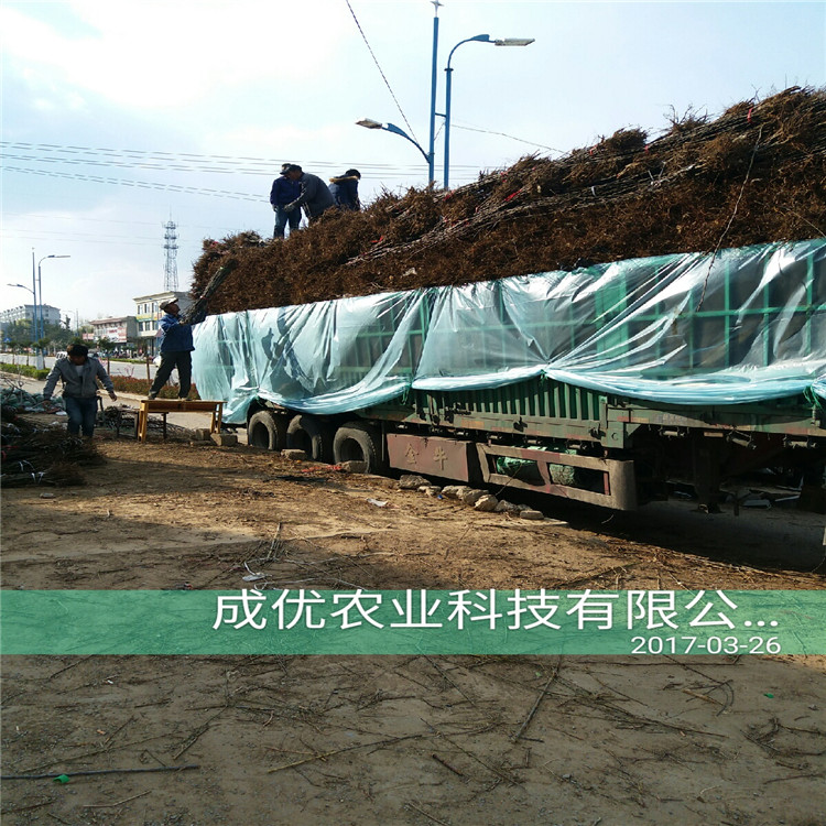 柱狀梨苗，早熟梨樹品種