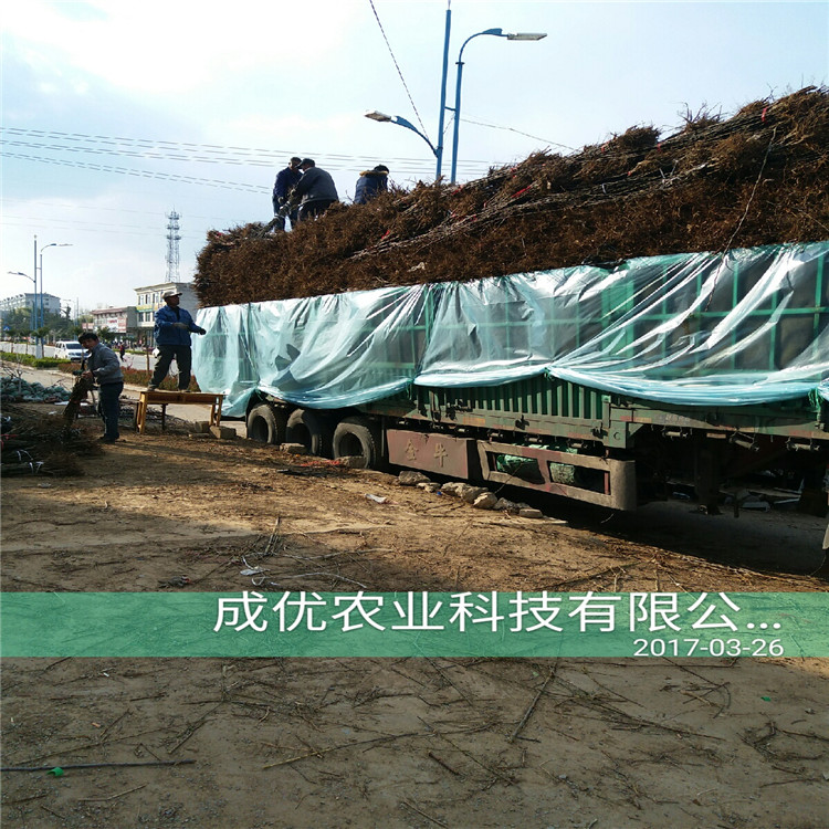 圓黃梨樹，高產(chǎn)梨樹苗