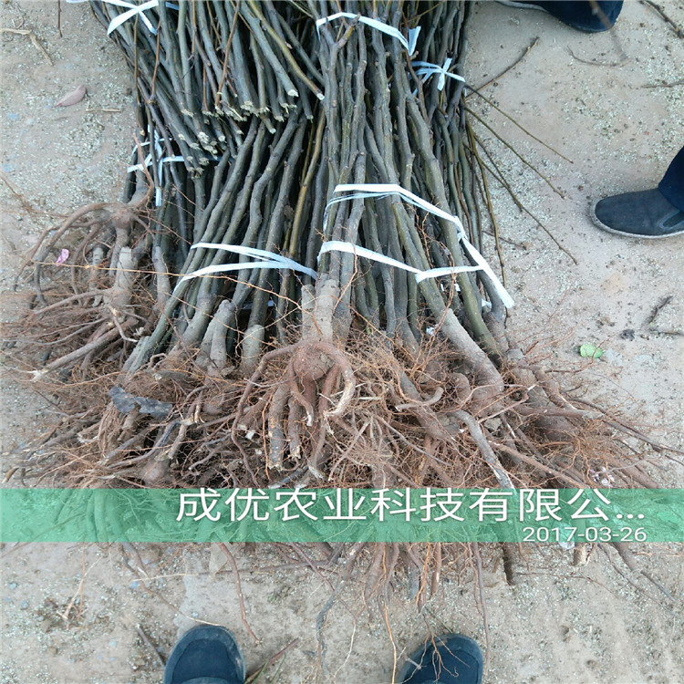圓黃梨樹，二公分梨樹苗報價