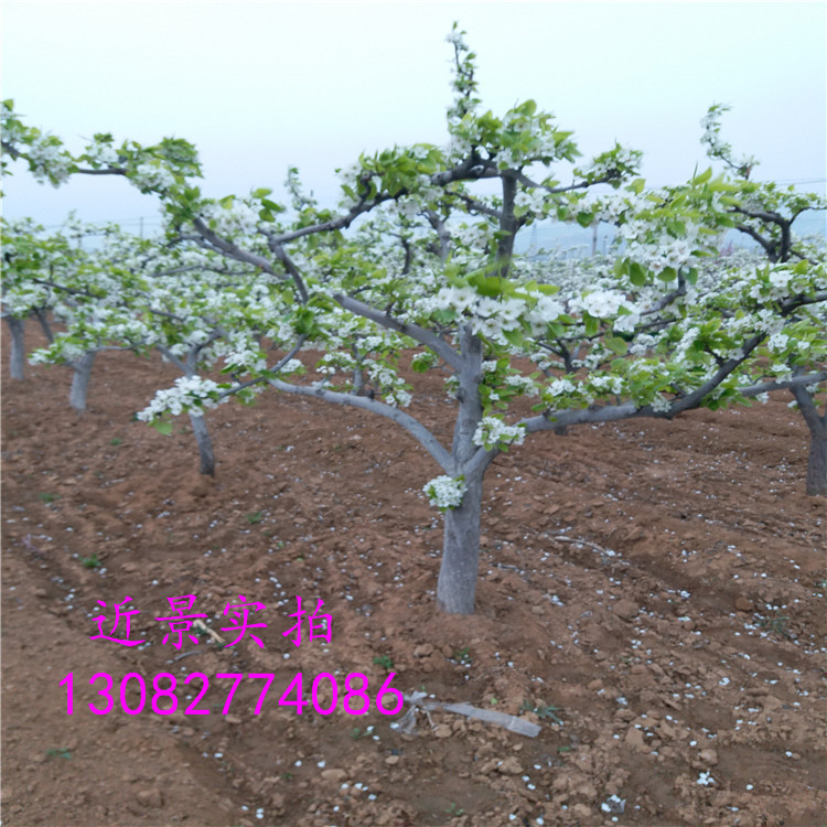 紅香酥梨苗，秋月梨樹苗