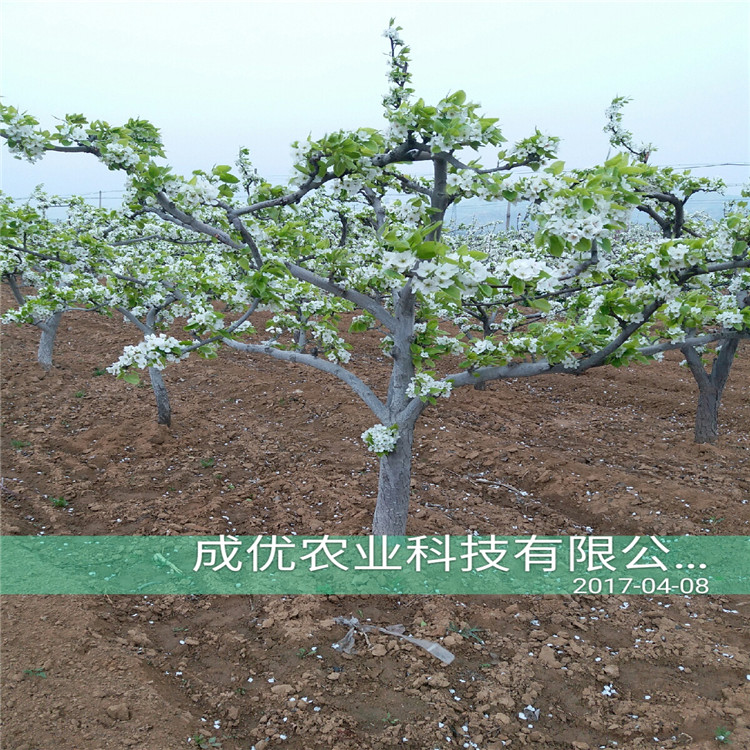 圓黃梨樹(shù)，梨苗批發(fā)基地