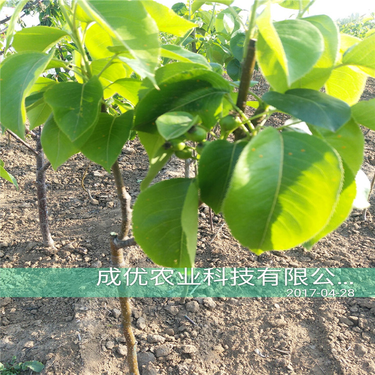 三公分梨樹(shù)苗，早熟梨樹(shù)苗出售