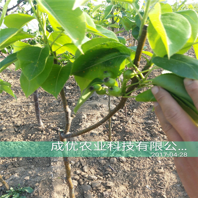 紅香酥梨樹苗，晚熟梨樹苗出售