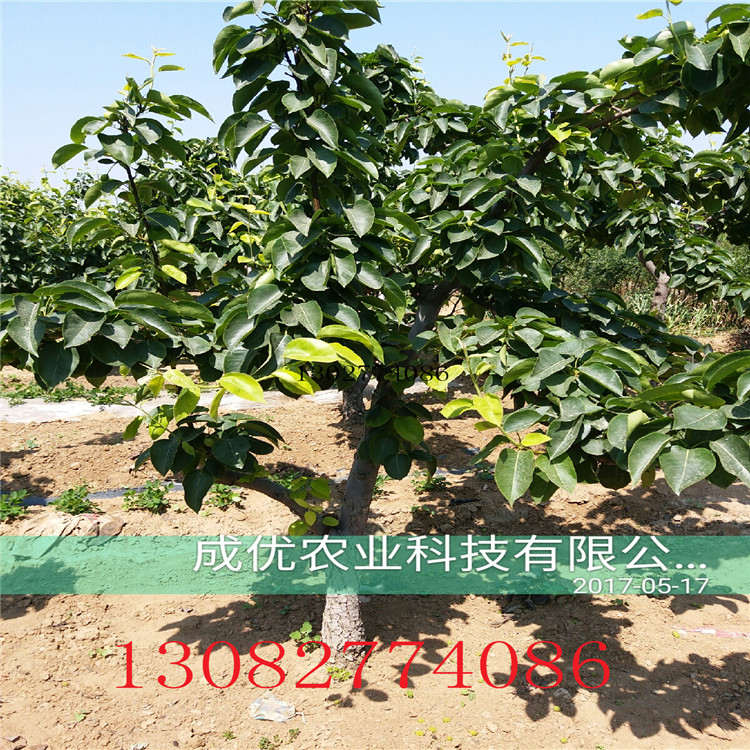圓黃梨苗，柱狀梨樹(shù)畝產(chǎn)多少斤