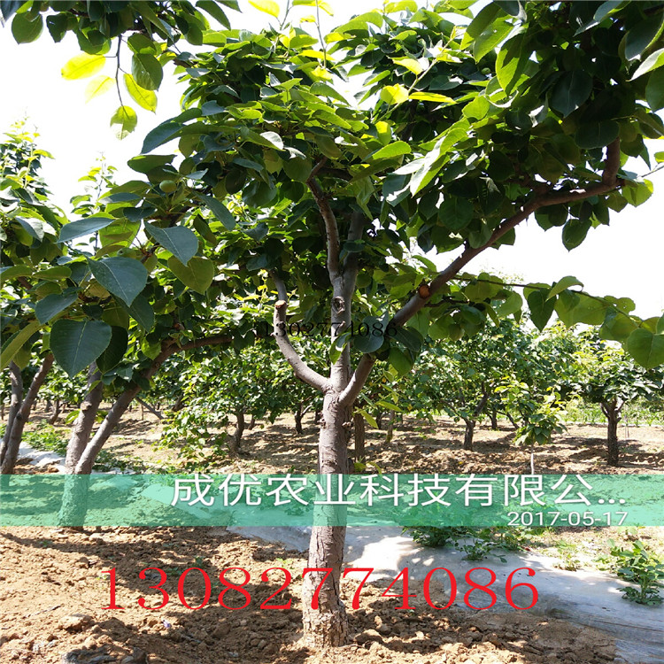高產(chǎn)梨樹，圓黃梨樹哪家好價格