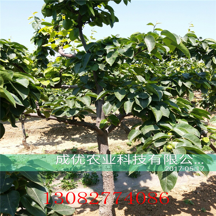 梨梨樹，玉露香梨樹基地