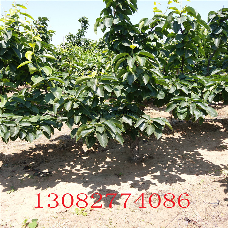 晚熟梨樹(shù)苗，梨樹(shù)苗價(jià)格