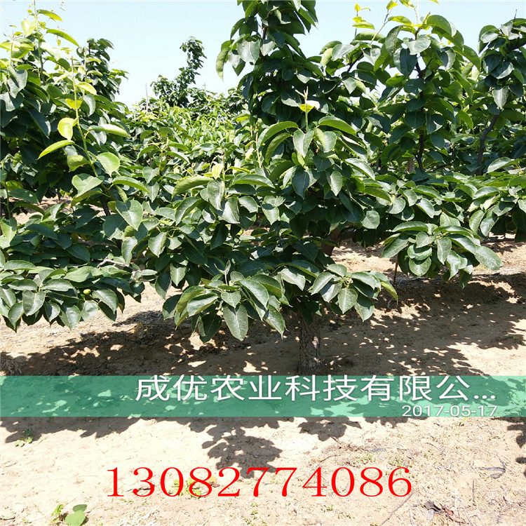 二公分梨苗，早熟梨樹品種