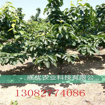 新梨七號梨樹，二公分梨樹報價