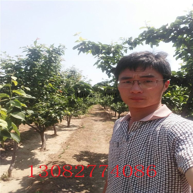 全紅梨樹，梨苗多少錢一株