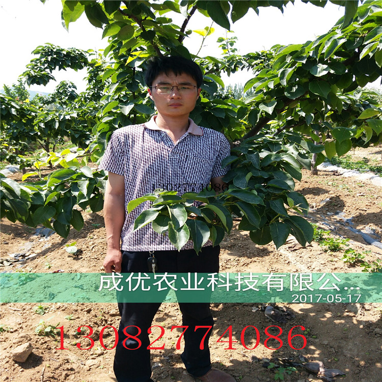 早酥紅梨樹，玉露香梨苗出售