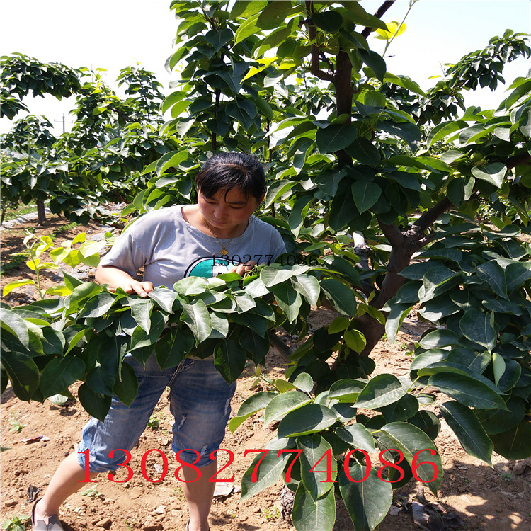 圆黄梨树苗，熟梨苗繁育基地