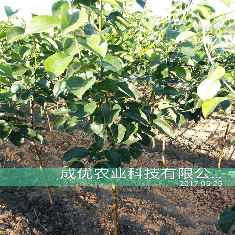 晚熟梨樹苗，玉露香梨苗出售