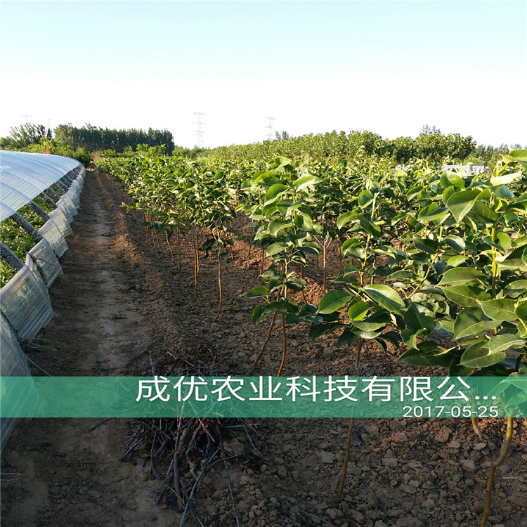 二公分梨樹苗，山東梨樹苗批發(fā)商