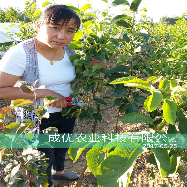 高產(chǎn)梨樹，梨樹苗怎么賣