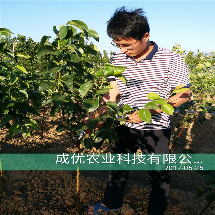 秋月梨苗，圓黃梨苗基地批發(fā)